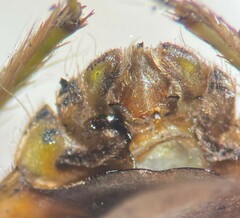 Ambrysus buenoi