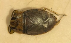 Ambrysus buenoi
