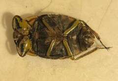 Ambrysus buenoi