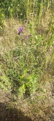 Verbenaceae