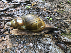 Lissachatina fulica