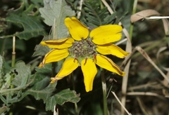 Berlandiera lyrata