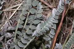 Astragalus mollissimus