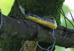 Phrynonax poecilonotus