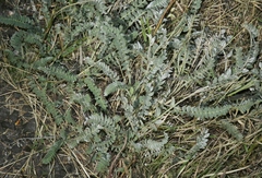 Astragalus mollissimus