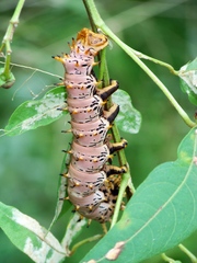Citheronia splendens
