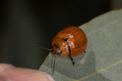 Paropsisterna cloelia