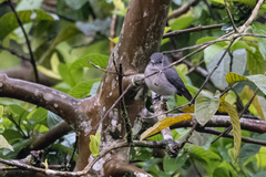 Melaenornis fischeri