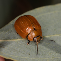 Paropsisterna cloelia