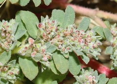 Euphorbia stictospora