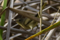 Geothlypis trichas