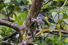 Melaenornis fischeri