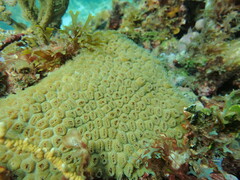 Montastraea cavernosa