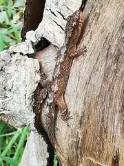Bavayia cyclura