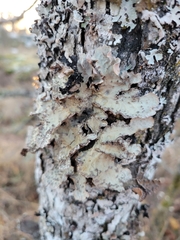 Lobarina scrobiculata