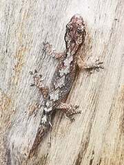 Bavayia cyclura