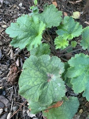 Heuchera