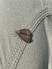 Viola