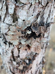 Lobarina scrobiculata