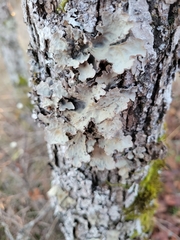 Lobarina scrobiculata