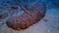 Holothuria mexicana
