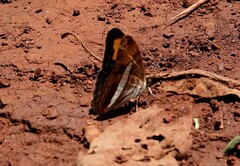 Adelpha thessalia