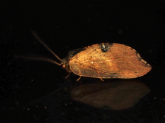 Drepanacra binocula