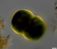 Cosmarium pseudoconnatum