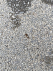 Neocurtilla hexadactyla