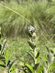 Heliopetes omrina