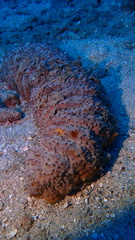 Holothuria mexicana