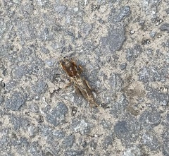 Neocurtilla hexadactyla