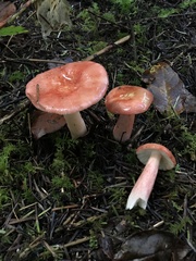 Russula americana
