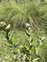 Heliopetes omrina
