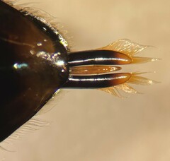 Dineutus sublineatus