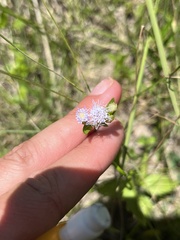 Praxelis clematidea