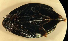 Dineutus sublineatus