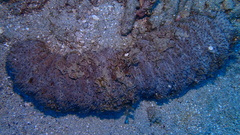 Holothuria mexicana