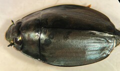 Dineutus sublineatus