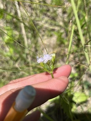 Praxelis clematidea