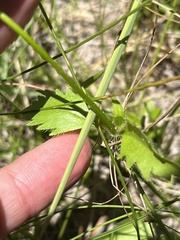 Praxelis clematidea