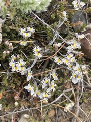 Polygala santacruzensis