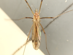 Dicranomyia