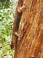 Bavayia cyclura