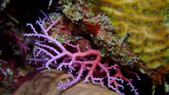 Stylaster roseus