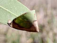Cymbacha