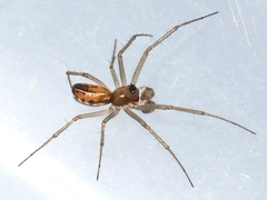 Linyphiinae