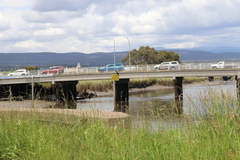 Phalacrocorax sulcirostris