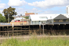 Phalacrocorax sulcirostris