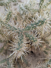 Cylindropuntia acanthocarpa acanthocarpa